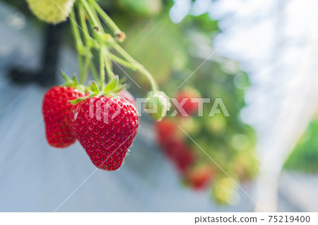 宮城縣山本市紅草莓水果之家草莓草莓採摘 宮城縣山本市紅草莓水果之家草莓草莓採摘 75219400