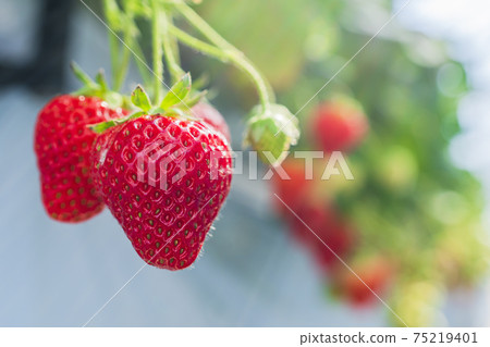 Red strawberry fruit House strawberry strawberry picking Yamamoto Town, Miyagi Prefecture Red strawberry fruit House strawberry strawberry picking Yamamoto Town, Miyagi Prefecture 75219401