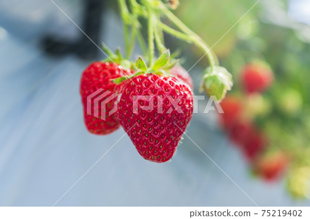 Red strawberry fruit House strawberry strawberry picking Yamamoto Town, Miyagi Prefecture Red strawberry fruit House strawberry strawberry picking Yamamoto Town, Miyagi Prefecture 75219402