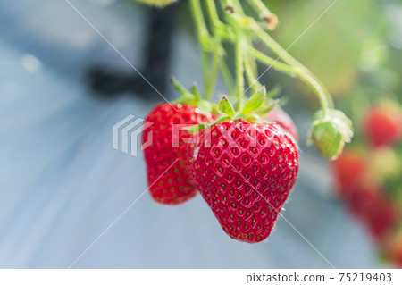 Red strawberry fruit House strawberry strawberry picking Yamamoto Town, Miyagi Prefecture Red strawberry fruit House strawberry strawberry picking Yamamoto Town, Miyagi Prefecture 75219403