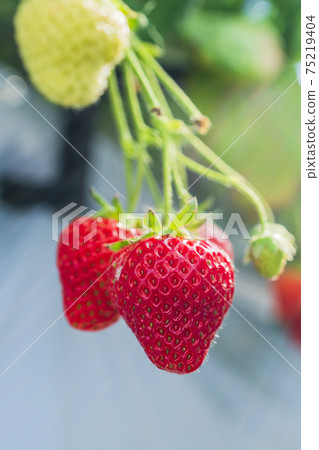 Red strawberry fruit House strawberry strawberry picking Yamamoto Town, Miyagi Prefecture 75219404