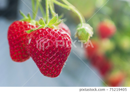 Red strawberry fruit House strawberry strawberry picking Yamamoto Town, Miyagi Prefecture Red strawberry fruit House strawberry strawberry picking Yamamoto Town, Miyagi Prefecture 75219405