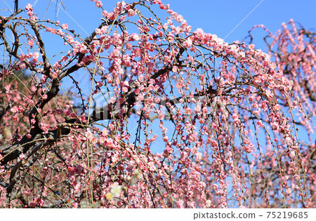 Kazahaya no Sato垂枝梅 75219685