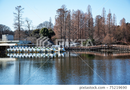 井之頭公園吉祥寺|依sn在一起的純白色天鵝船的外觀顯得面帶笑容和幸福。 井之頭公園吉祥寺|依sn在一起的純白色天鵝船的外觀顯得面帶笑容和幸福。 75219690