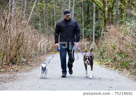Man walking dogs on the hiking trail Man walking dogs on the hiking trail 75219692