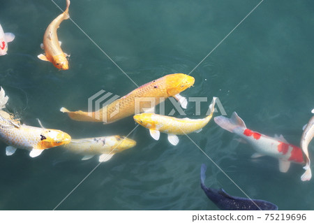 池塘里的多彩鯉魚 池塘里的多彩鯉魚 75219696