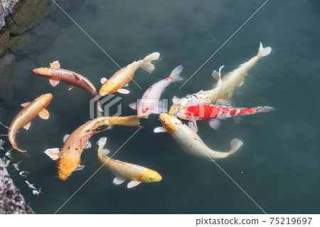 池塘里的多彩鯉魚 75219697