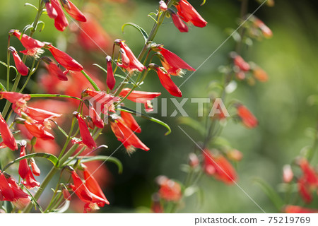 Penstemon Yurigahara公園 75219769