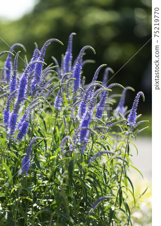 維羅妮卡@ Yurigahara Park 75219770