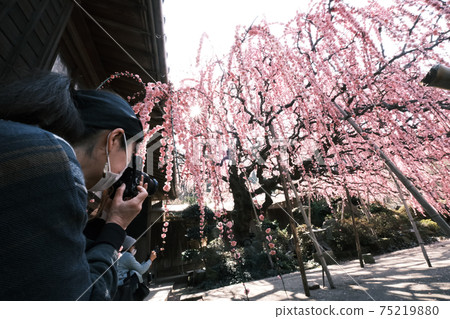 plum plum 75219880