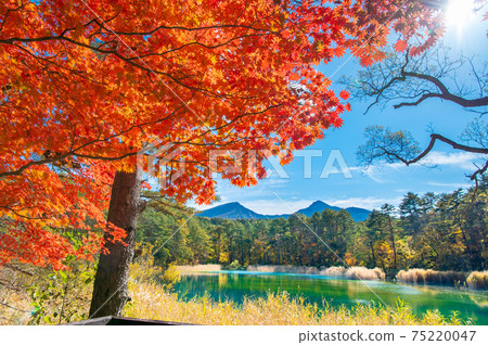 福島縣北大原原町五色沼 Bentennuma 的秋葉 照片素材 圖片 圖庫 福島縣北大原原町五色沼 Bentennuma 的秋葉 照片素材 圖片 圖庫