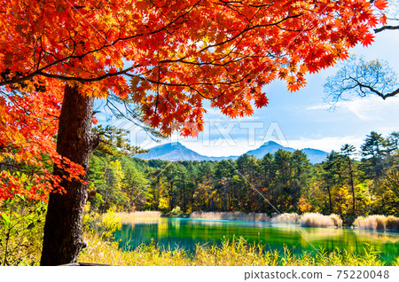Kitashiobara Village, Fukushima Prefecture Autumn leaves of Goshokunuma (Bentennuma) 75220048