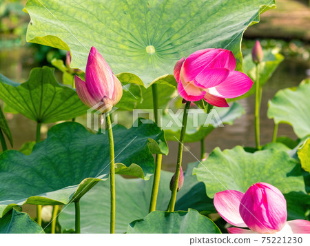 Landscape with lotus flowers 75221230