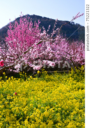 桃花盛開的山梨縣桃源町 桃花盛開的山梨縣桃源町 75221322