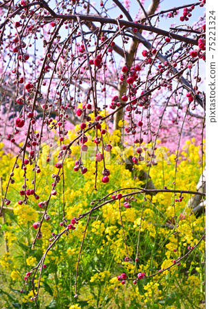 Yamanashi peach source town where peach blossoms are in full bloom 75221324