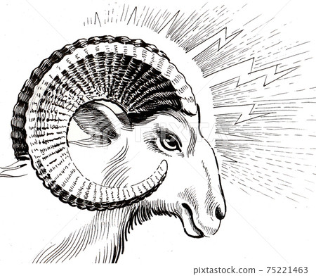 Ram head. Ink drawing - Stock Illustration [75221463] - PIXTA