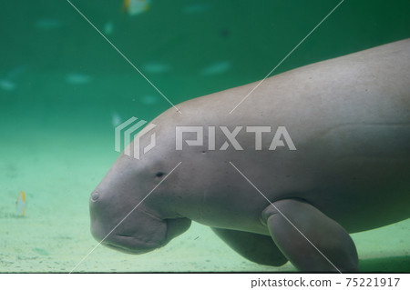 Dugong 75221917