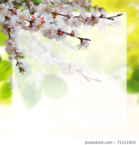 Spring card with cherry flowers and place for text Spring card with cherry flowers and place for text 75221928