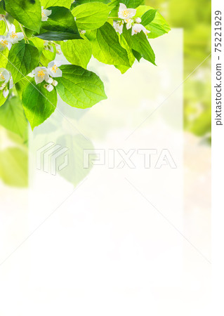 Spring card with jasmine flowers and place for text Spring card with jasmine flowers and place for text 75221929