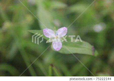 Murdannia flower 75222144