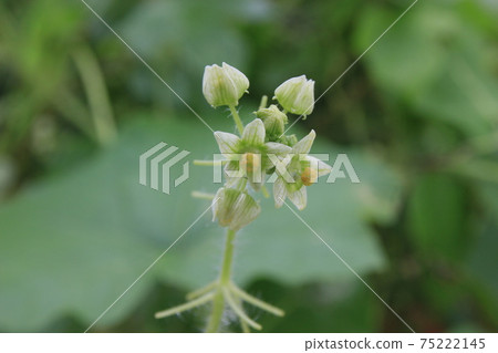 Alecipoli flowers Alecipoli flowers 75222145