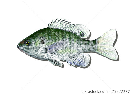 I tried to cast a shadow on bluegill I tried to cast a shadow on bluegill 75222277