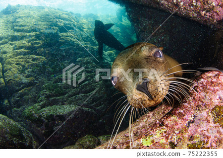 加州海獅 加州海獅 75222355