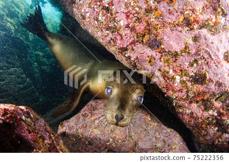 California sea lion 75222356