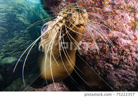 California sea lion 75222357