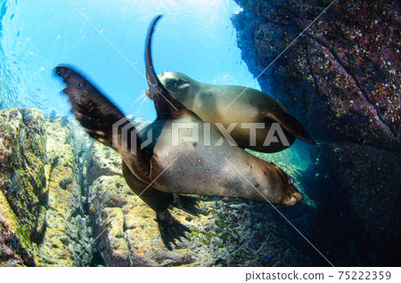 California sea lion 75222359