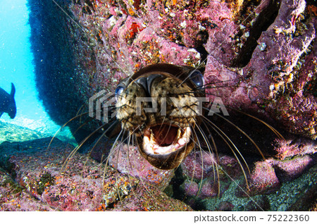 California sea lion 75222360