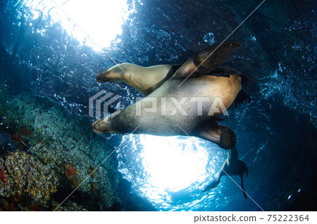 California sea lion 75222364