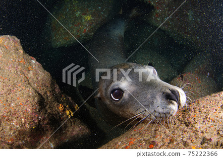 加州海獅 75222366