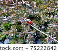 Ladybug 75222842