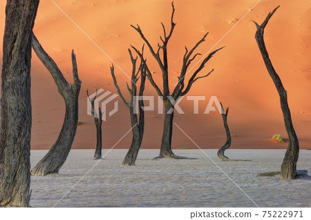 Namib Desert Morning Scenery 75222971