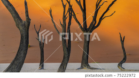 Det Frey Namib Desert 75222972