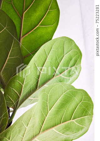 Ficus umbellata bambino indoors in the daytime sunshine 75223281