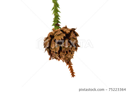 Sugi cones and sprouts 75223364