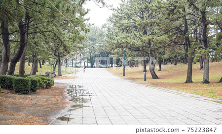 Spring (early spring) in Marine Park, Kanazawa Ward, Yokohama City, Kanagawa Prefecture 75223847