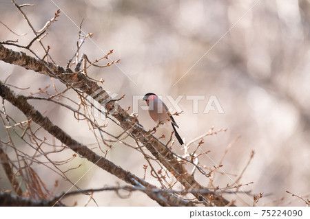 紅腹灰雀覓食 紅腹灰雀覓食 75224090