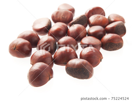 天津板栗 75224524