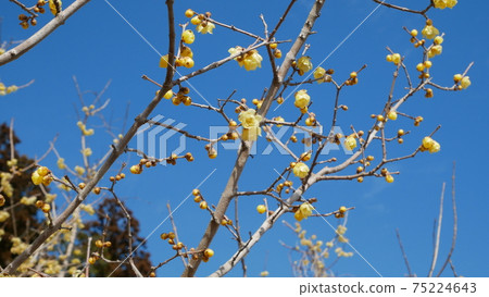 Beautifully blooming winter flower Japanese allspice 75224643