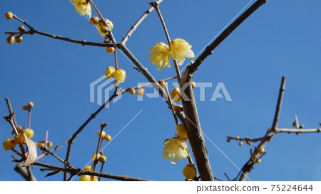 Beautifully blooming winter flower Japanese allspice 75224644