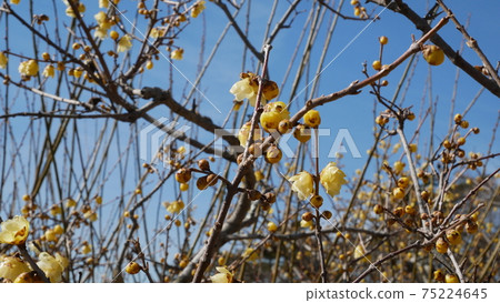 Beautifully blooming winter flower Japanese allspice 75224645