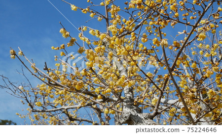 Beautifully blooming winter flower Japanese allspice 75224646