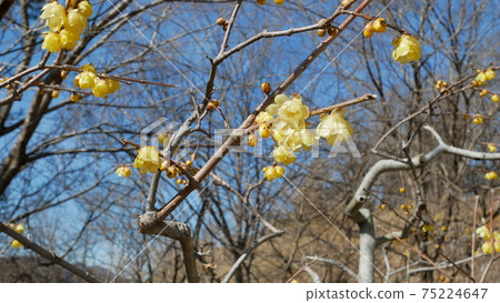 Beautifully blooming winter flower Japanese allspice 75224647