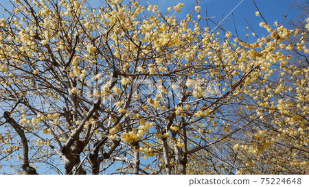 Beautifully blooming winter flower Japanese allspice 75224648