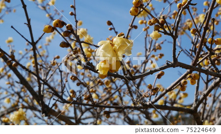 Beautifully blooming winter flower Japanese allspice 75224649