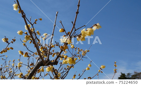 Beautifully blooming winter flower Japanese allspice 75224650
