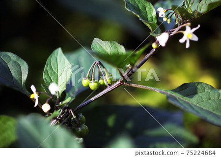 Wild grass American nightshade flowers and young fruits 75224684